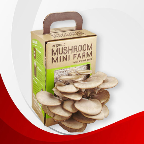 mushroom packaging boxes